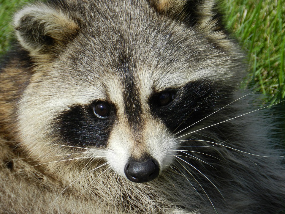 raccoon-165188_960_720.jpg